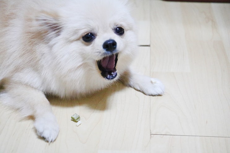 강아지치석제거 쏘야미 댕탈케어 본 산양유 강아지치석껌.