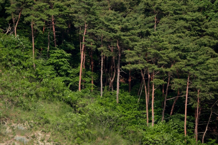 김경란 정읍시 새마을부녀회장, 대통령 포장 수상 김경란 정읍시 새마을부녀회장, 대통령 포장 수상