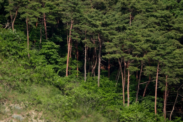 김경란 정읍시 새마을부녀회장, 대통령 포장 수상