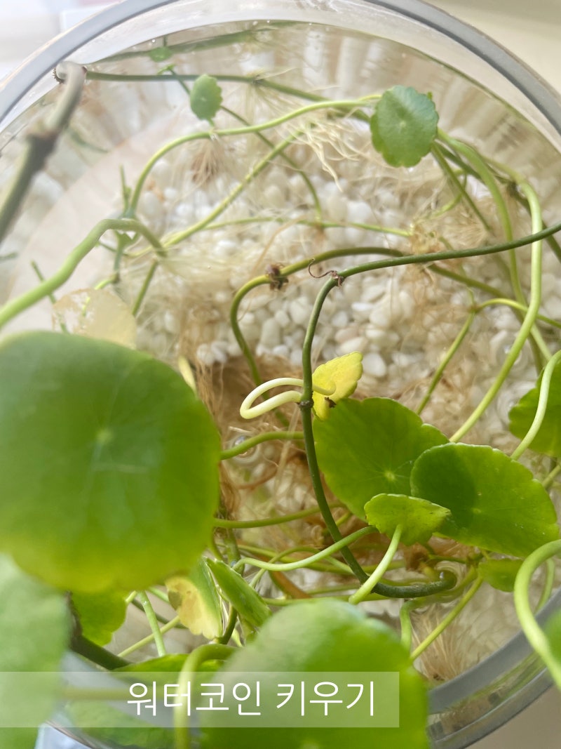 동전닮은 워터코인 식물키우기, 벌레생겨요ㅠ : 네이버 블로그