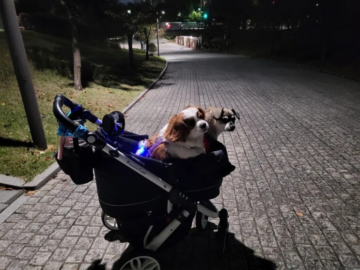  외출할때 현관에서 기다리는 강아지 분리불안 일까?
