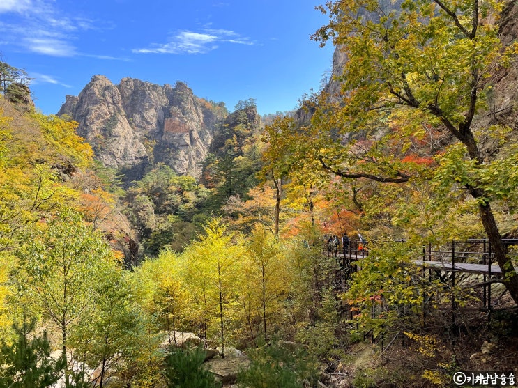  설악산 흘림골 단풍 산행 (예약, 주차, 택시, 등산 코스, 현재 단풍 상태, 단풍 절정 시기)