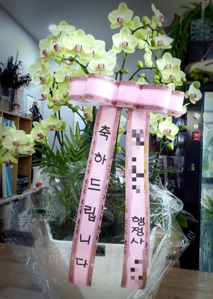  수채화 전시회 축하 화분 배달도 전주 도경 플라워