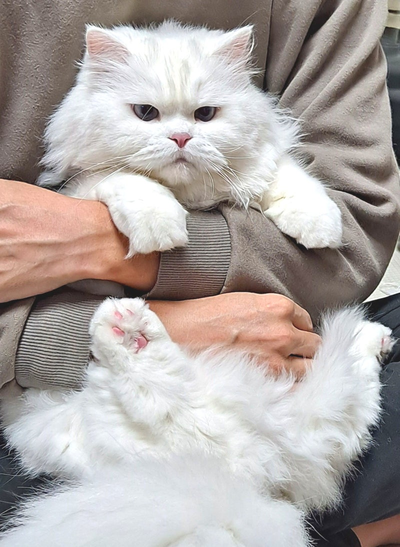 고양이특징, 그리고 하얀고양이의 특징으로 어떤게 있을까? : 네이버 블로그