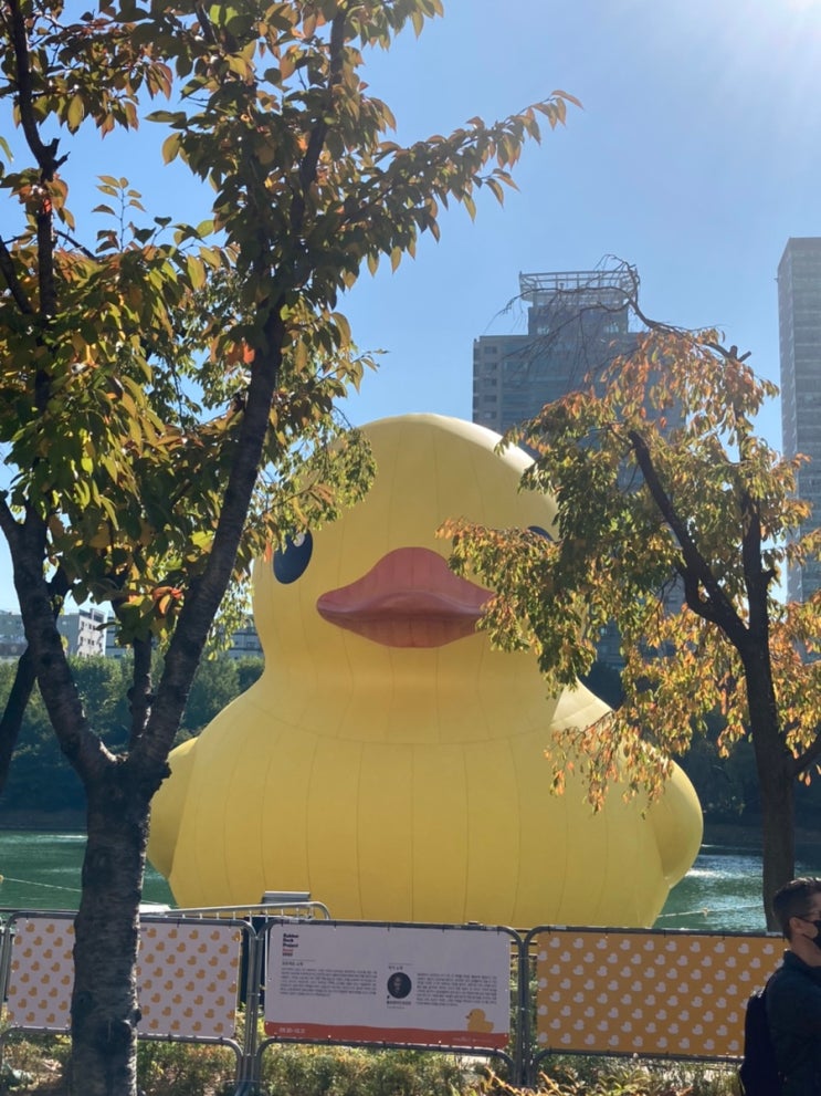  석촌호수 러버덕