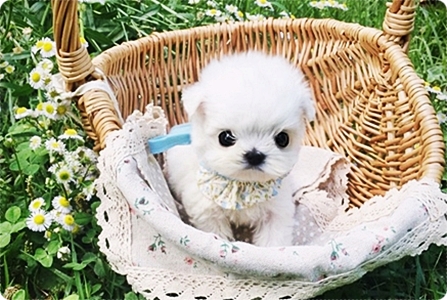 상록구강아지분양 이런 곳 놓치면 안돼요!