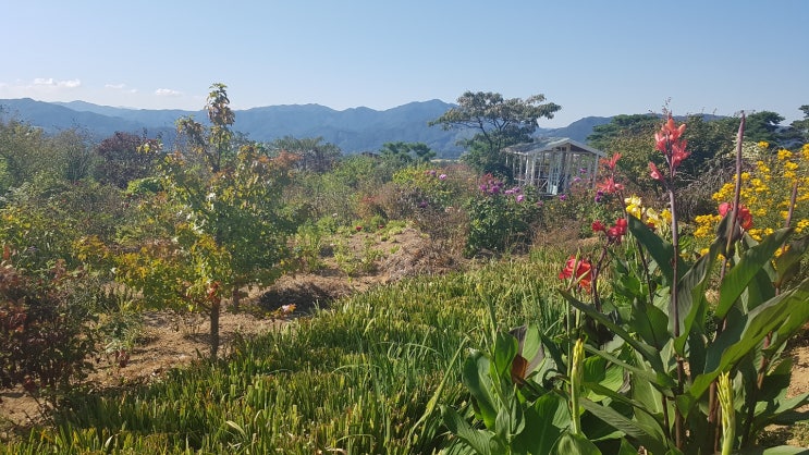 늦가을 산책에 나서며...