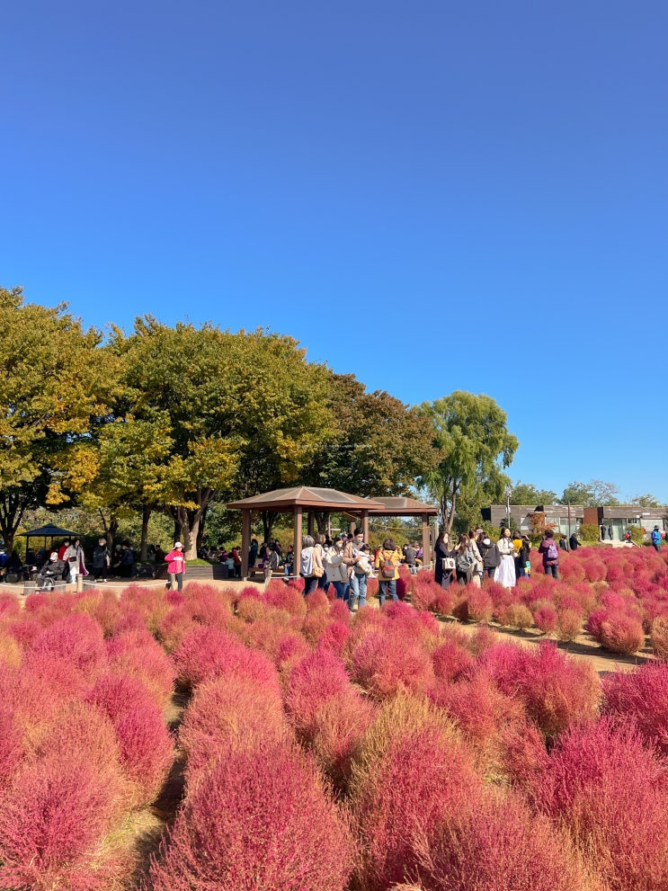 서울 하늘공원 억새축제 | 꼭 알고 가야 할 꿀팁, 후기 (주차장, 교통, 올라가는법 등)