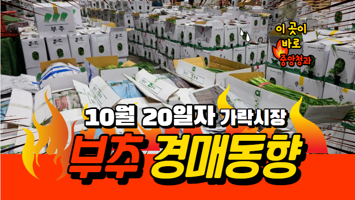  [경매사 일일보고] 10월 20일자 가락시장 "부추" 경매동향을 살펴보겠습니다!