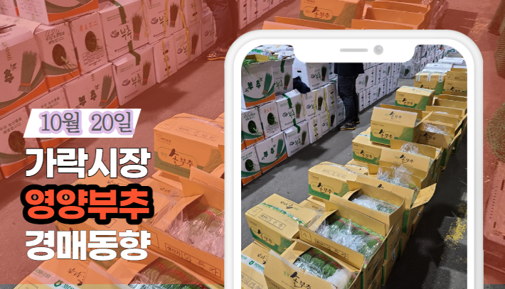 [경매사 일일보고] 10월 20일자 가락시장 "영양부추" 경매동향을 살펴보겠습니다!
