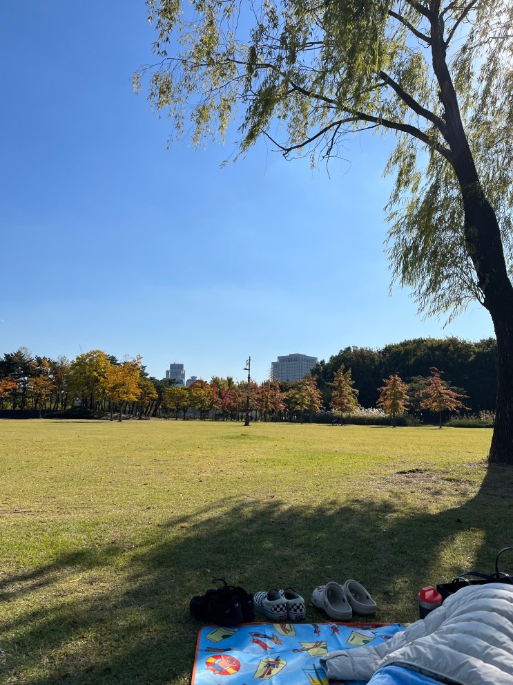 [대전 한밭수목원] 봄 가을 피크닉 하기 좋은 | 가 볼 만한 곳 | 소풍 | 자전거 | 인라인 | UCLG 맞이 꽃단장