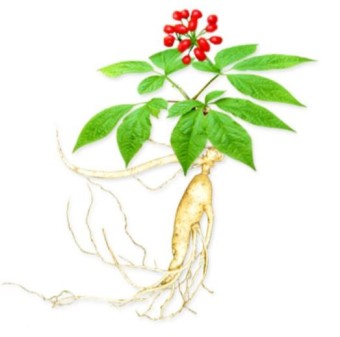 귀한 약초(A precious herb)