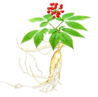  귀한 약초(A precious herb)