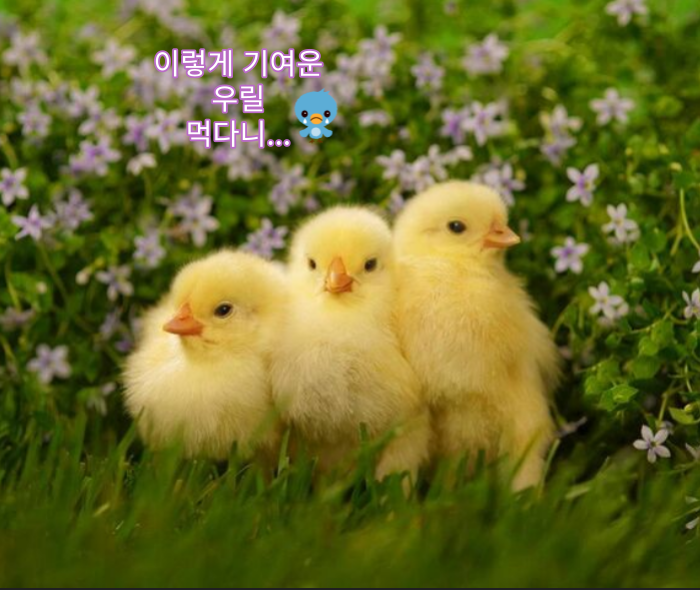  말풍선 짤  68