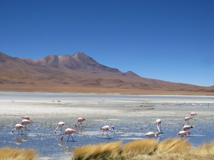 남미 여행 볼리비아 우유니 소금 사막 2박3일 투어