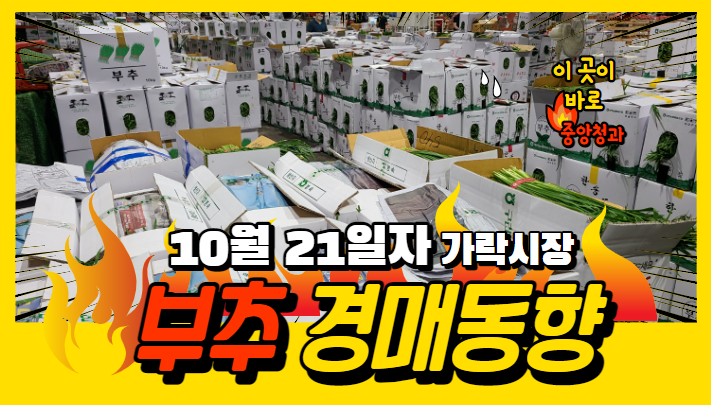 [경매사 일일보고] 10월 21일자 가락시장 "부추" 경매동향을 살펴보겠습니다!