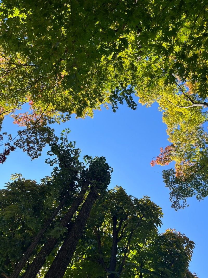 10월, 중앙대 캠퍼스 , 도서관 이벤트,,푸앙이 : 네이버 블로그