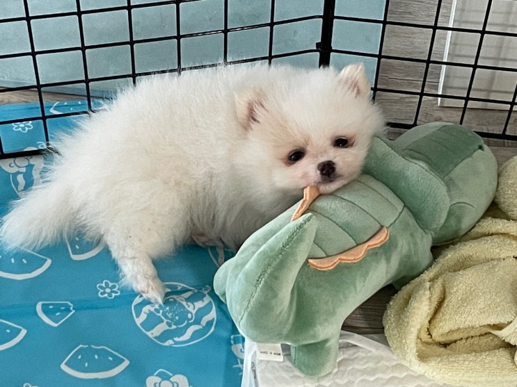  강아지 애착인형에 대한 필요성 알아봅시다