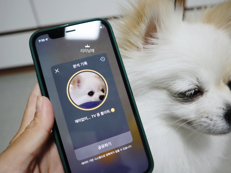 강아지 말 번역기 , iPet 어플 재밌어요 !