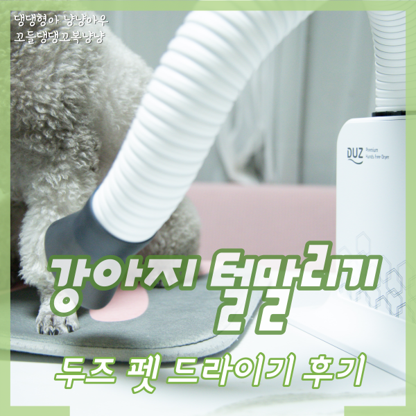  강아지 털말리기, 두즈 펫 드라이기로 양손을 자유롭게