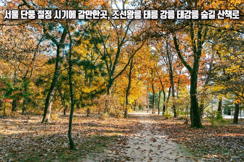 서울 단풍 절정시기 갈만한곳 조선왕릉 태릉 강릉 태강릉 숲길 산책로