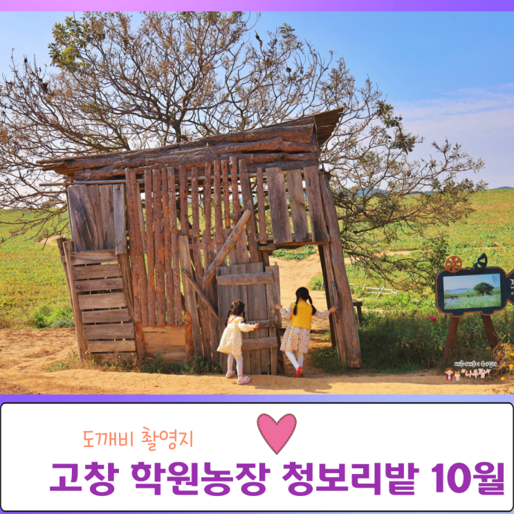  고창 도깨비 촬영지 학원농장 청보리밭 10월의 모습