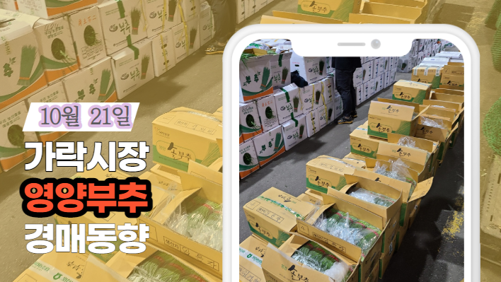 [경매사 일일보고] 10월 21일자 가락시장 "영양부추" 경매동향을 살펴보겠습니다!