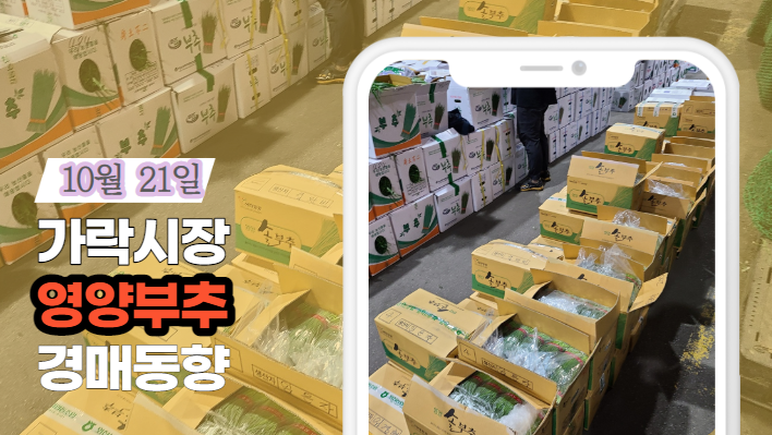  [경매사 일일보고] 10월 21일자 가락시장 "영양부추" 경매동향을 살펴보겠습니다!