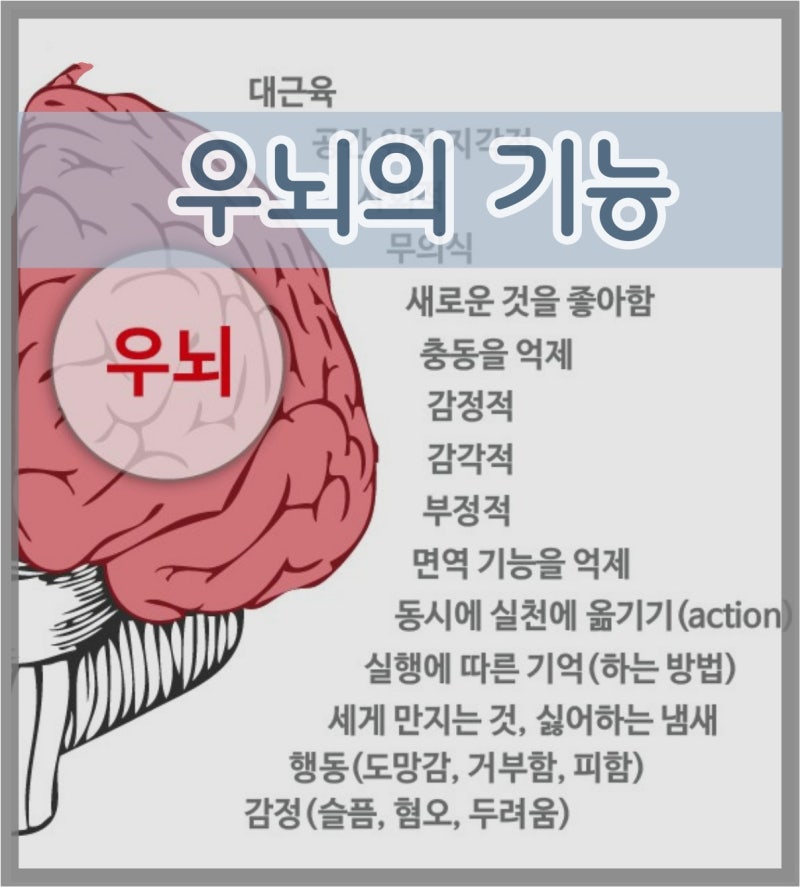 우뇌기능, 좌뇌 골고루 발달시키는 습관 : 네이버 블로그