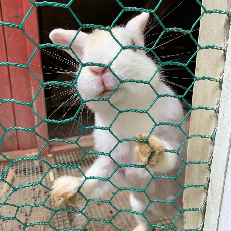  [경주/리조트] 저렴한 보문단지 내 리조트, 켄싱턴 리조트