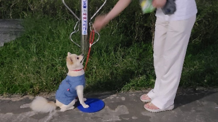 반려견 산책 그룹 수업은 이렇게 진행이 돼요:) #산책훈련 반려견 산책 그룹 수업은 이렇게 진행이 돼요:) #산책훈련