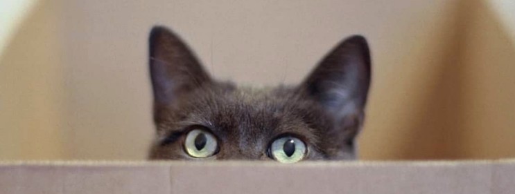 고양이가 종이박스를 좋아하는 이유는 무엇일까요?