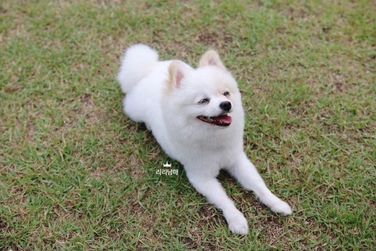  애완용 강아지, 맞는 표현일까요 (f. 반려견 입양)