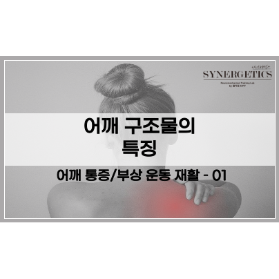  어깨 회전근개 파열 / 어깨 운동에 관하여 - 1편. 어깨 구조물의 특징[안양재활PT/범계재활PT/평촌재활PT/안양어깨운동/범계어깨운동/평촌어깨운동]