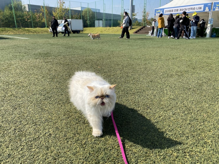  반려문화축제(feat. 고양이 외출)