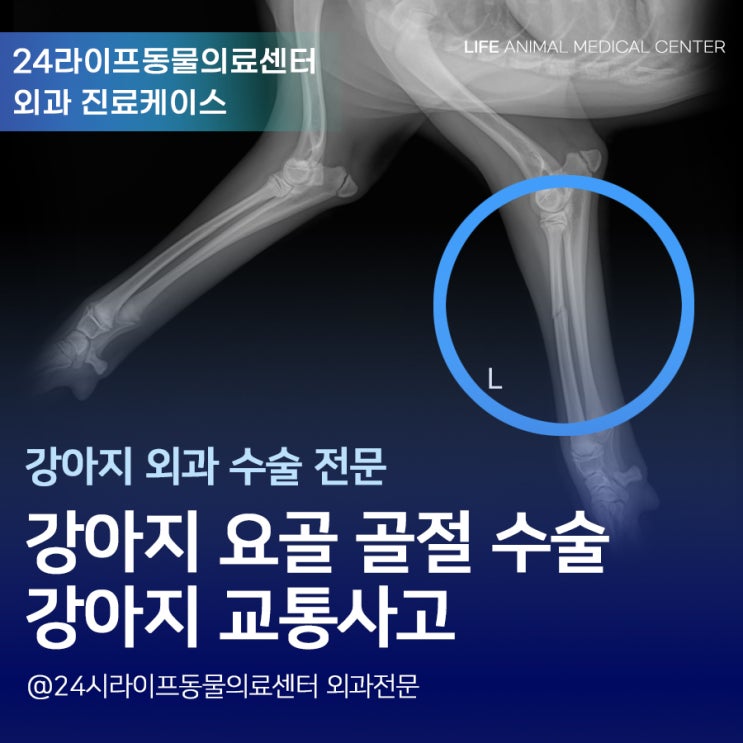 대구 강아지골절수술, 강아지가 자전거랑 부딪혔어요 앞다리 골절 수술