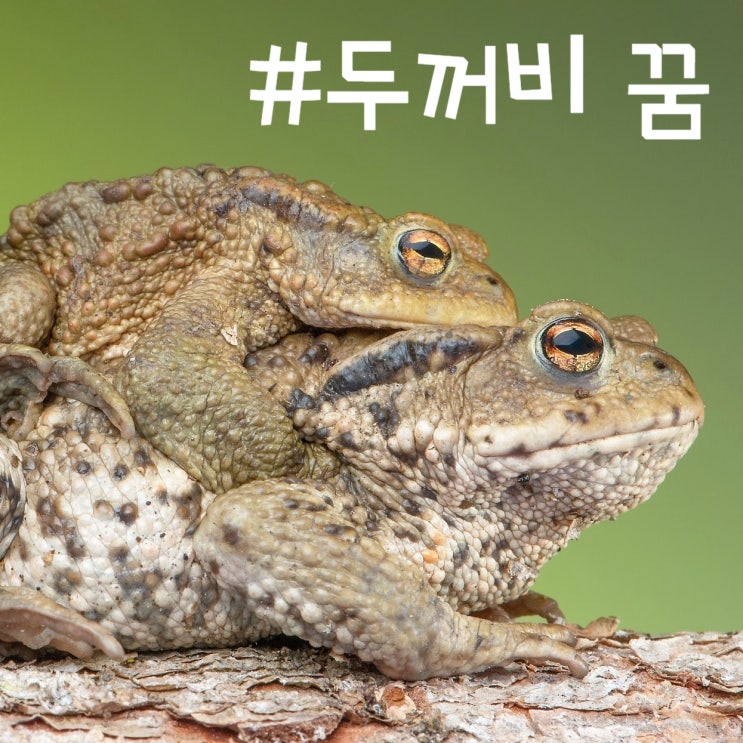  두꺼비꿈 # 꿈풀이 꿈해몽 태몽 길몽 흉몽