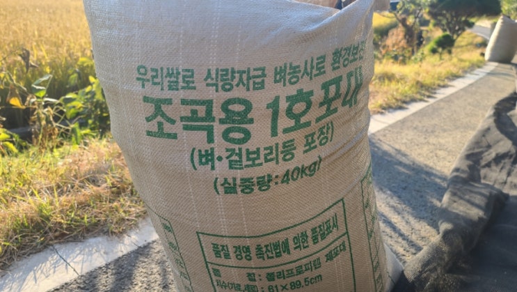  2022년 삼광벼, 햇볕 건조 후 수확