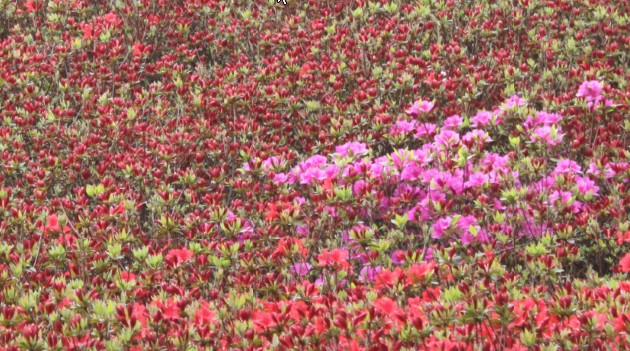 기업문화유형과 분류 기업문화개발의 성공요인 기업문화개발의 상황적 요소올려드립니다먼저 올릴 리포트는 약 10페이지의 HWP파일(HWP) File 기업문화유형과 분류 이고기업문화유형,