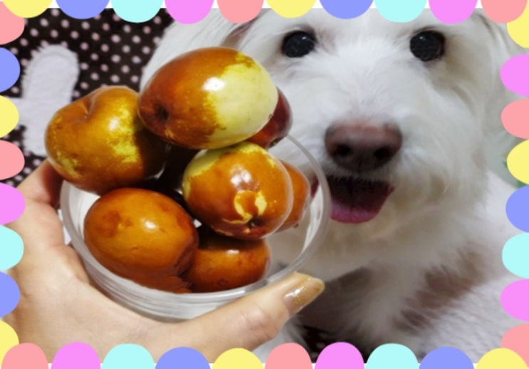 강아지 대추 사과대추 먹어도 되나요? 대추씨는?