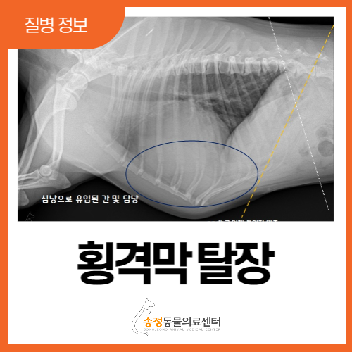  경기 광주 강아지 횡격막 탈장, 횡격막허니아? 복막심낭횡격막탈장 PPDH와 치료법 ( 광주 분당 동물병원)