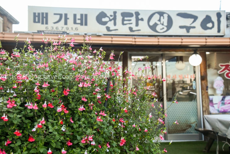  속초 설악동 연탄구이 생삼겹 맛집 배가네