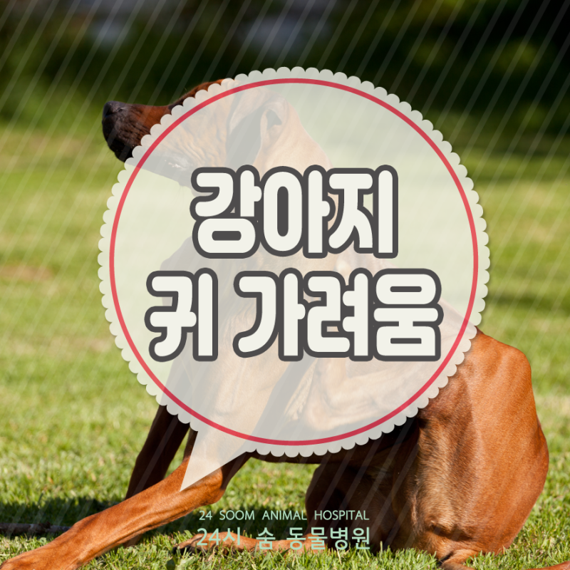 강아지 귀 가려움 원인과 대처 방법 강아지 귀빨개짐 강아지가 귀를 긁는 이유 : 네이버 블로그 강아지 귀 가려움 원인과 대처 방법 강아지 귀빨개짐 강아지가 귀를 긁는 이유 : 네이버 블로그