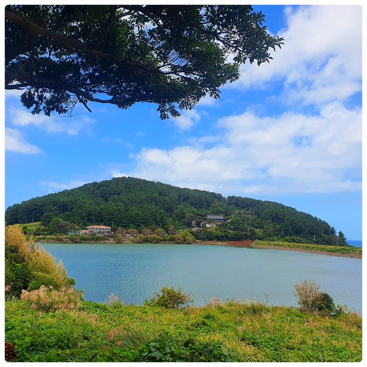 애견동반 반려견 함께 제주도여행 수산리 수산저수지 둘레길 인근 제주 수산리 곰솔 나무