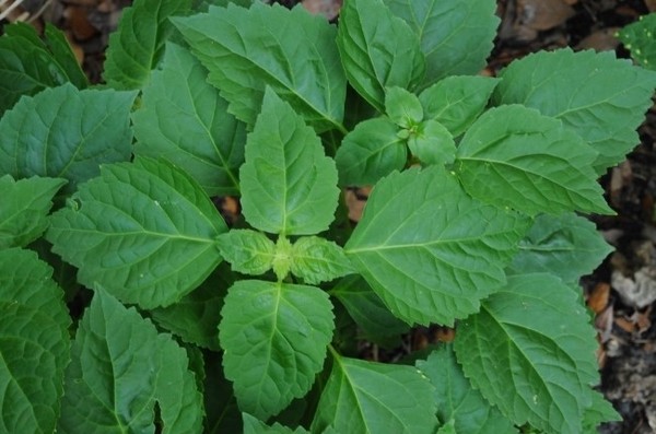  [퍼퓸이야기] 파출리? 패츌리? 이름도 생소한 Patchouli 의 향