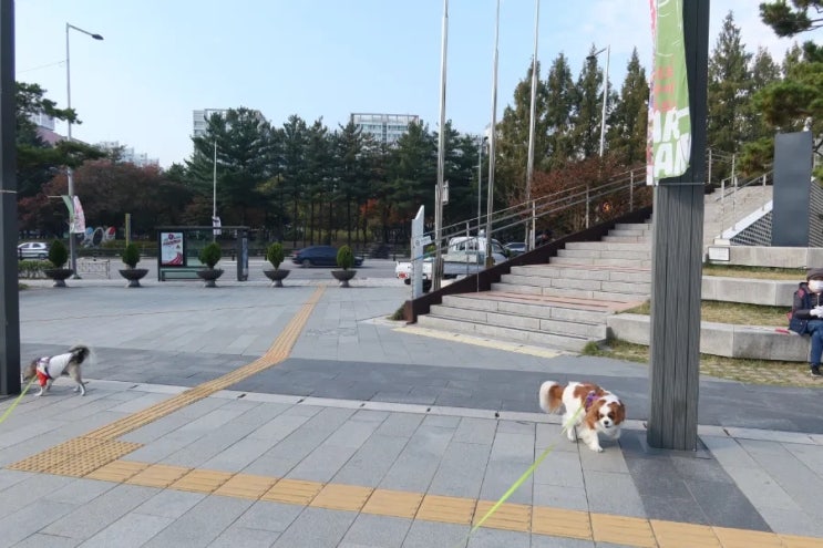  풀뜯는 강아지 먹기까지? 좋아하는 풀은 따로 있다