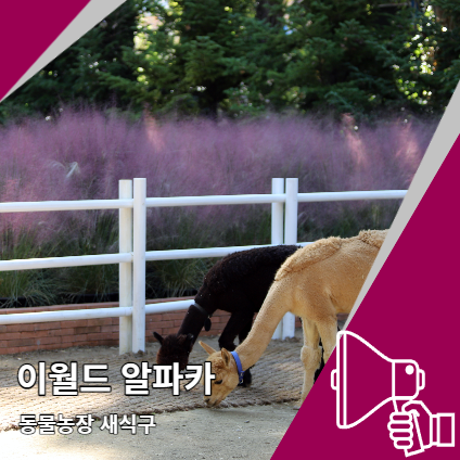 이월드 알파카 동물농장 운영시간 핑크뮬리 가든 이월드 알파카 동물농장 운영시간 핑크뮬리 가든
