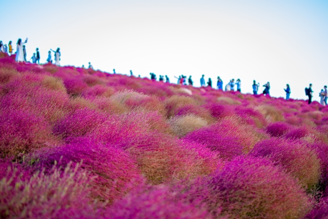 [일본 가을 여행 스팟] 한국에는 '핑크뮬리', 일본에는 '코키아'