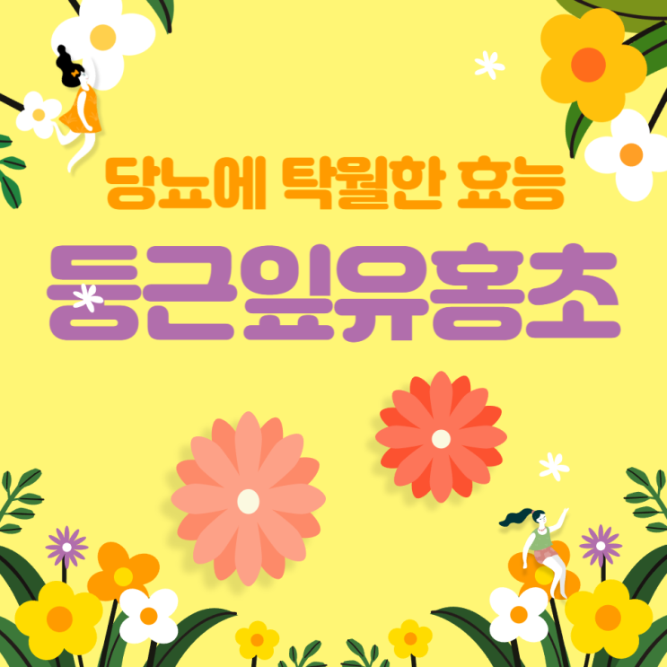 둥근잎유홍초 효능 당뇨 및 당뇨합병증에 도움을 주는 약초 둥근잎유홍초 효능 당뇨 및 당뇨합병증에 도움을 주는 약초