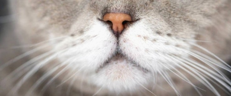 고양이 코가 건조한 것은 건강 이상의 신호일까요?